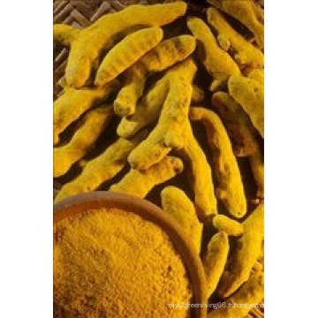 Meilleure vente de poudre de curcuma pour l&#39;exportation